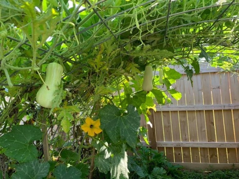 a butternut squash vine growing on a cattle panel trellis