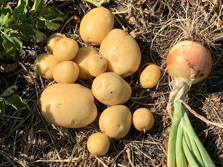 potatoes and an onion harvested from the ground