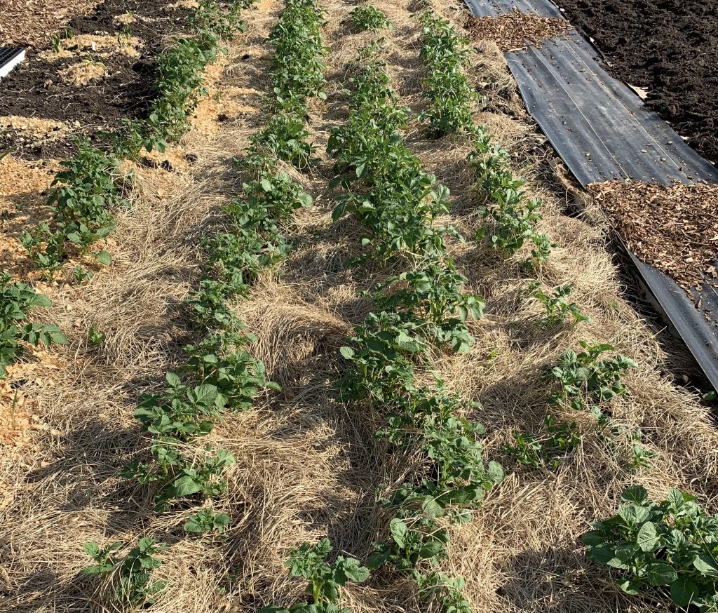 a garden bed of potatoes mulched in hay