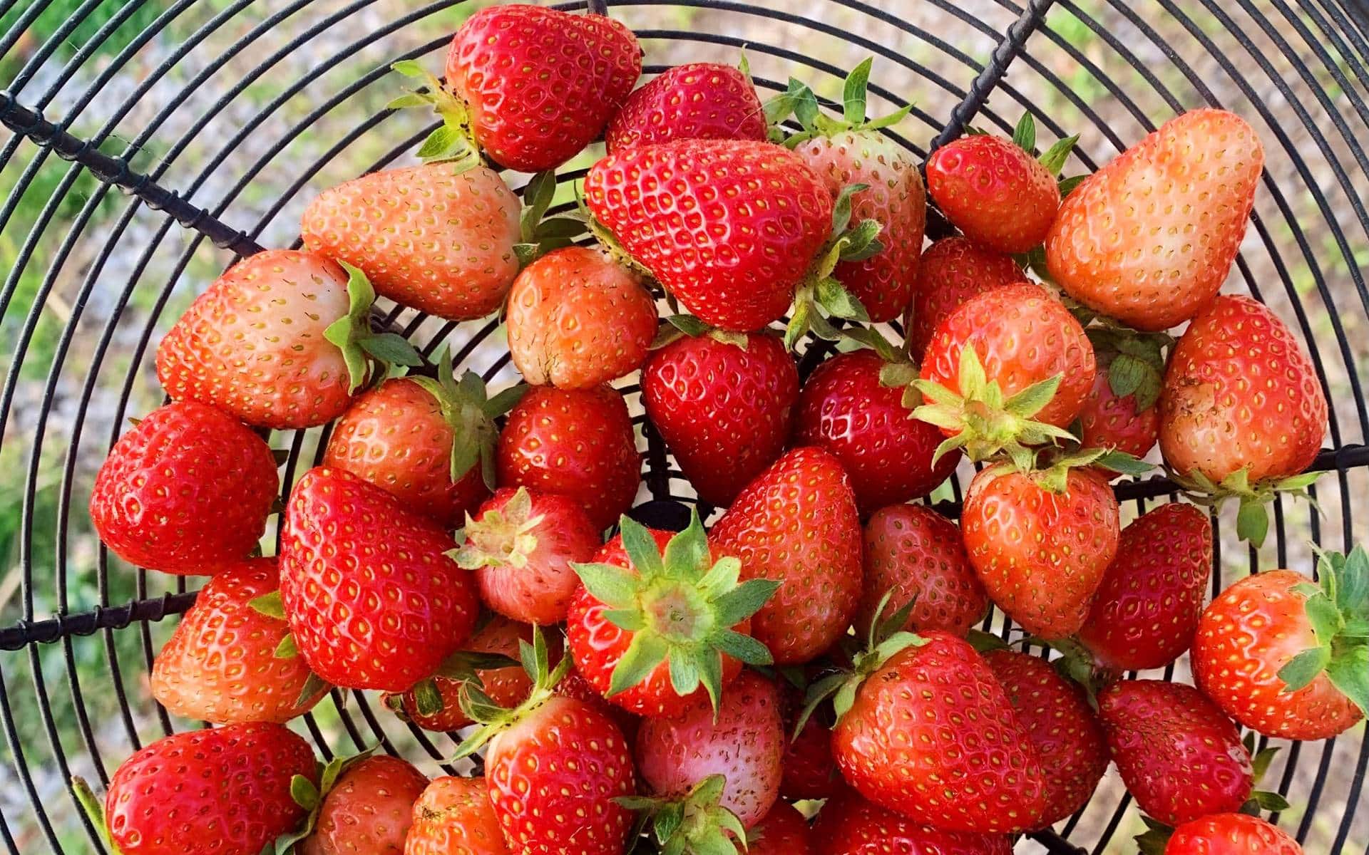 wire basket full of strawberries