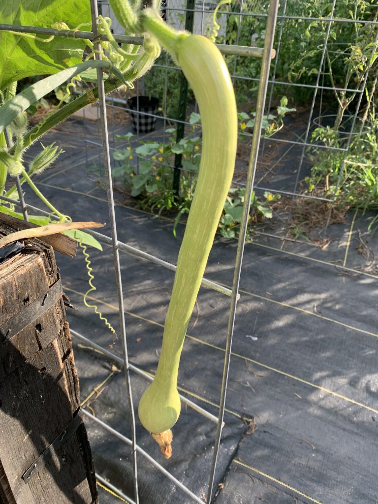 Rampicante squash growing on a cattle panel arch trellis