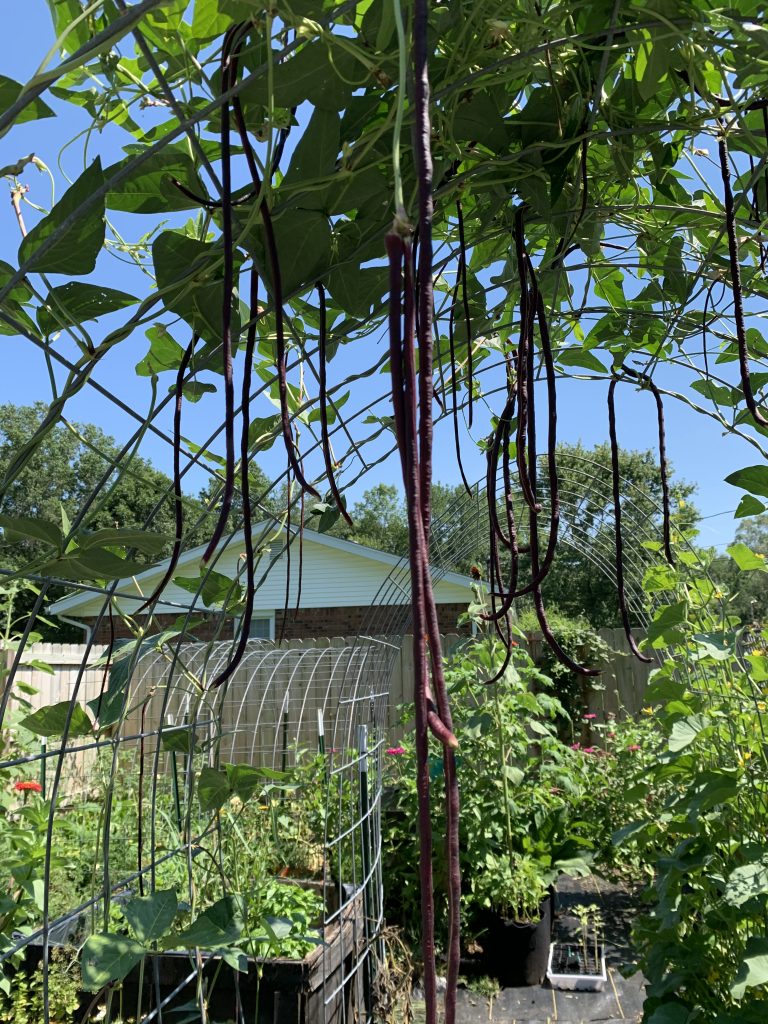 Chinese red noodle beans growing on a cattle panel trellis