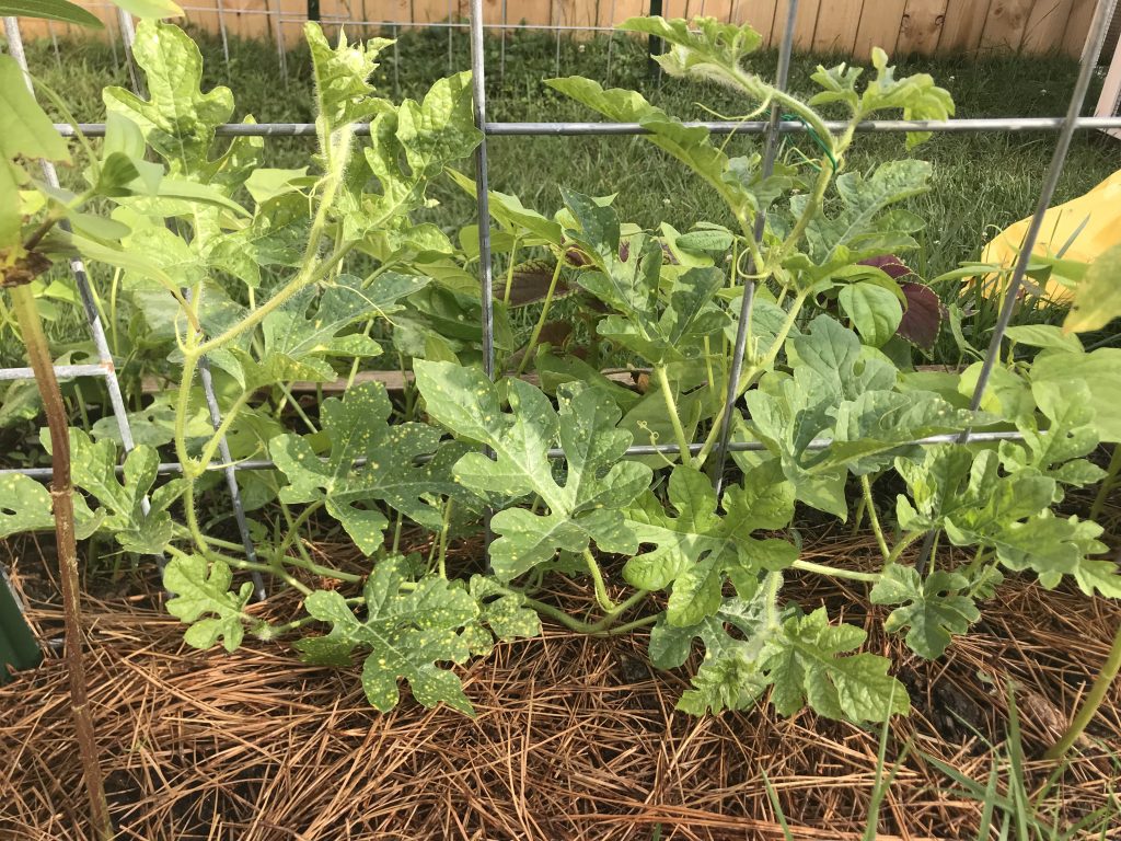 moon and stars watermelon vines growing up a cattle panel trellis