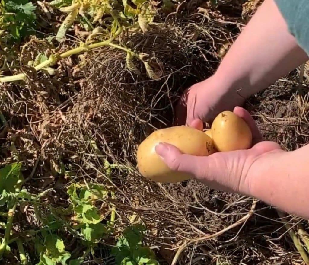 hands harvesting potatoes in a garden mulched with hay