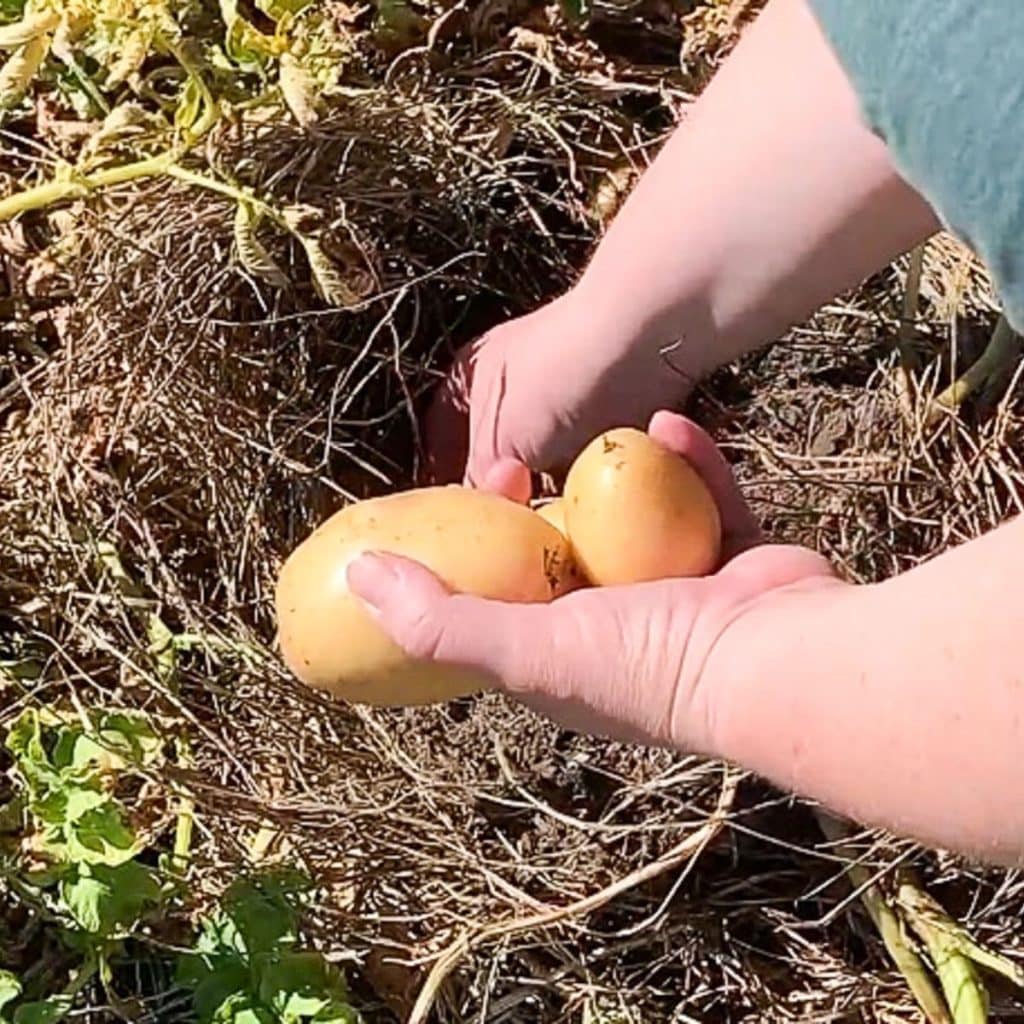 hands harvesting potatoes out of a potato patch mulched with hay