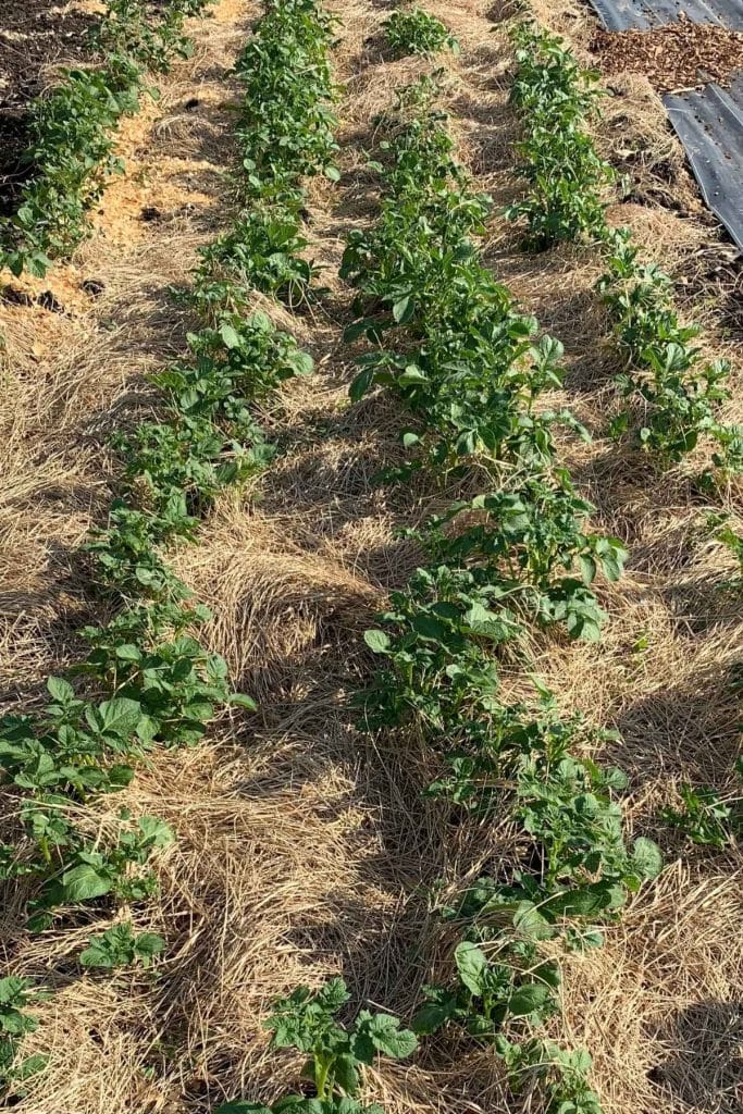 garden rows of potatoes mulched with hay