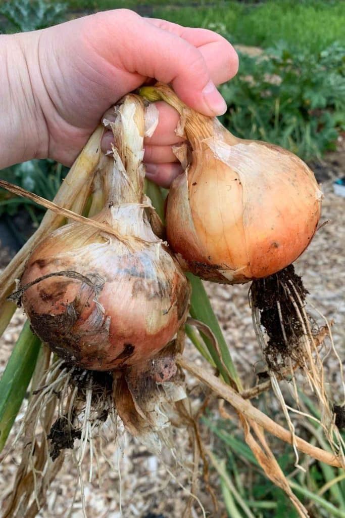 a hand holding two onions in the garden