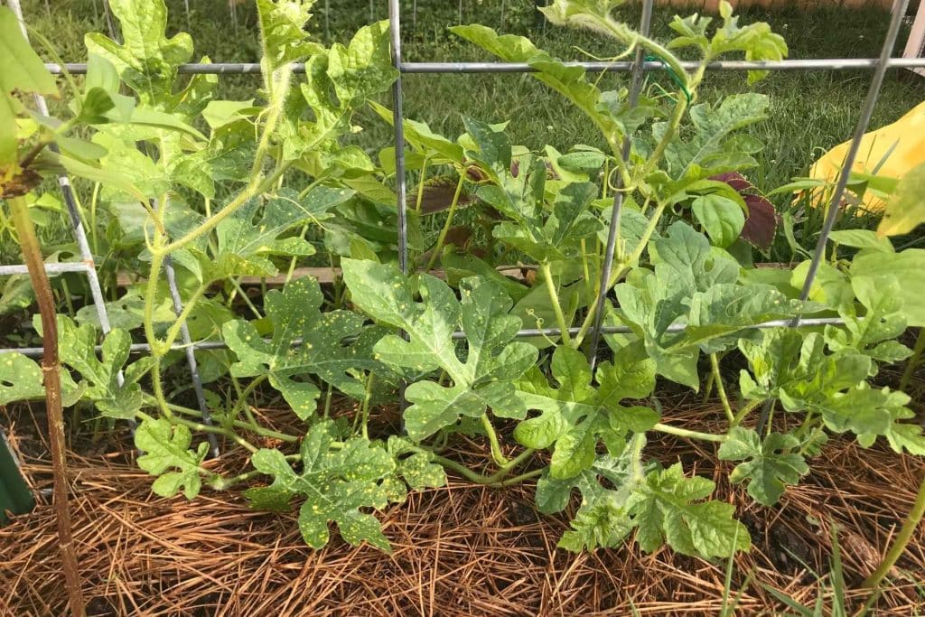 watermelon vines mulched with pine needles