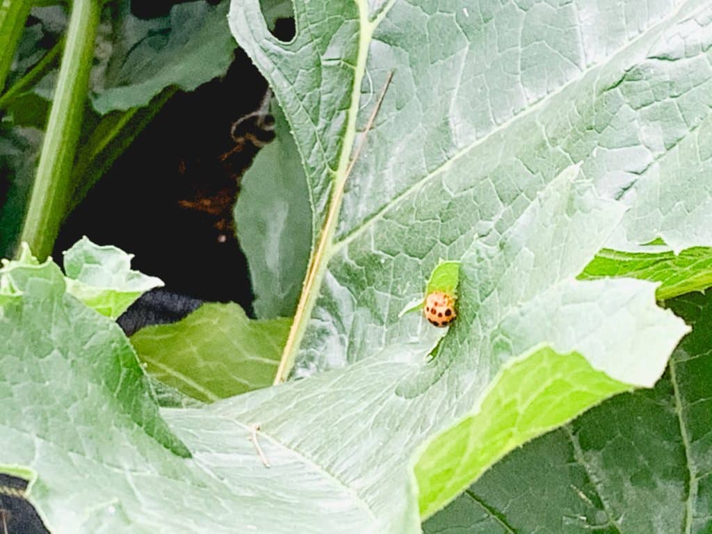 cucumber beetle on a pumpkin leaf