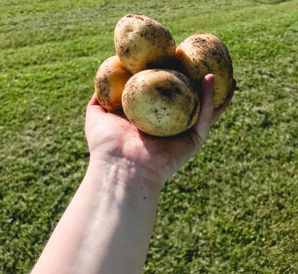 hand holding yukon gold potatoes with a grass background