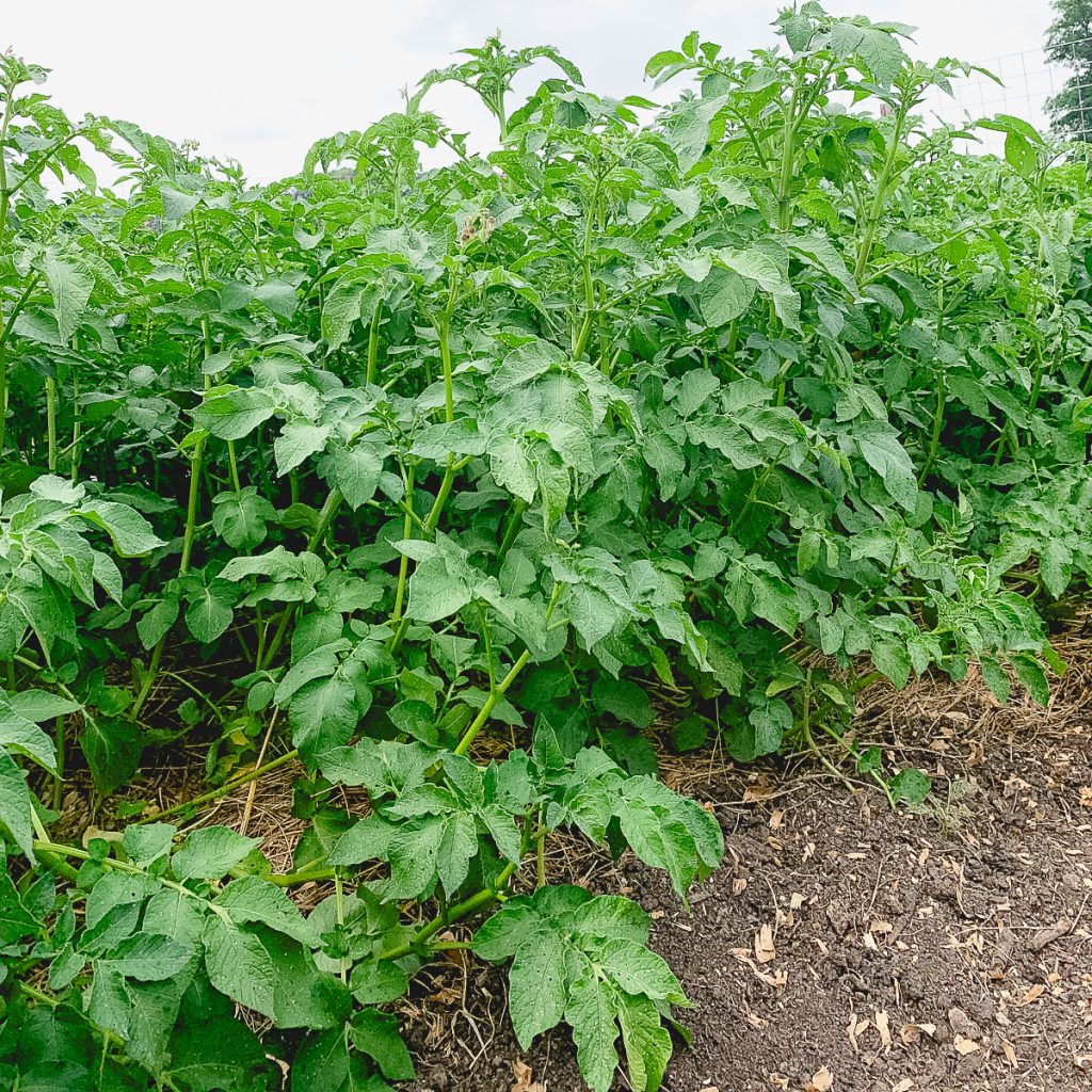 potato plants growing in dirt