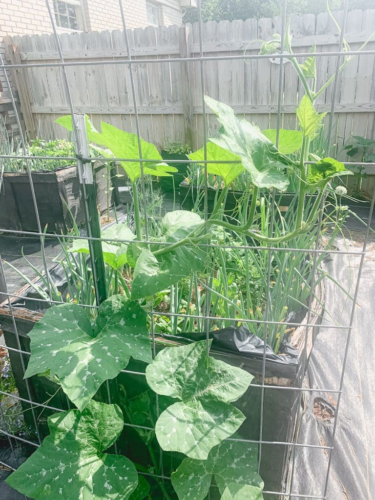 pumpkin leaves growing up a cattle panel