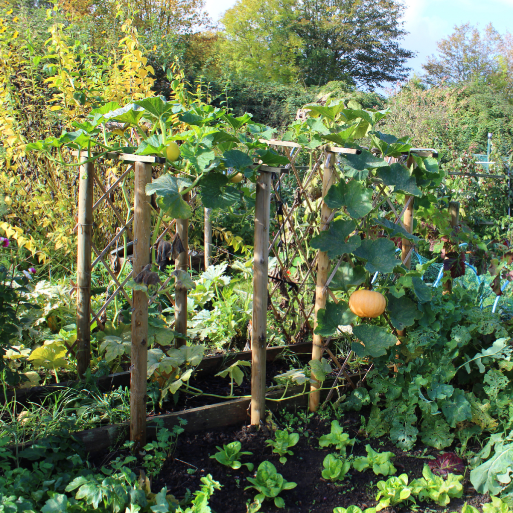 a lush green garden with a big wooden arch trellis that has pumpkins growing on it