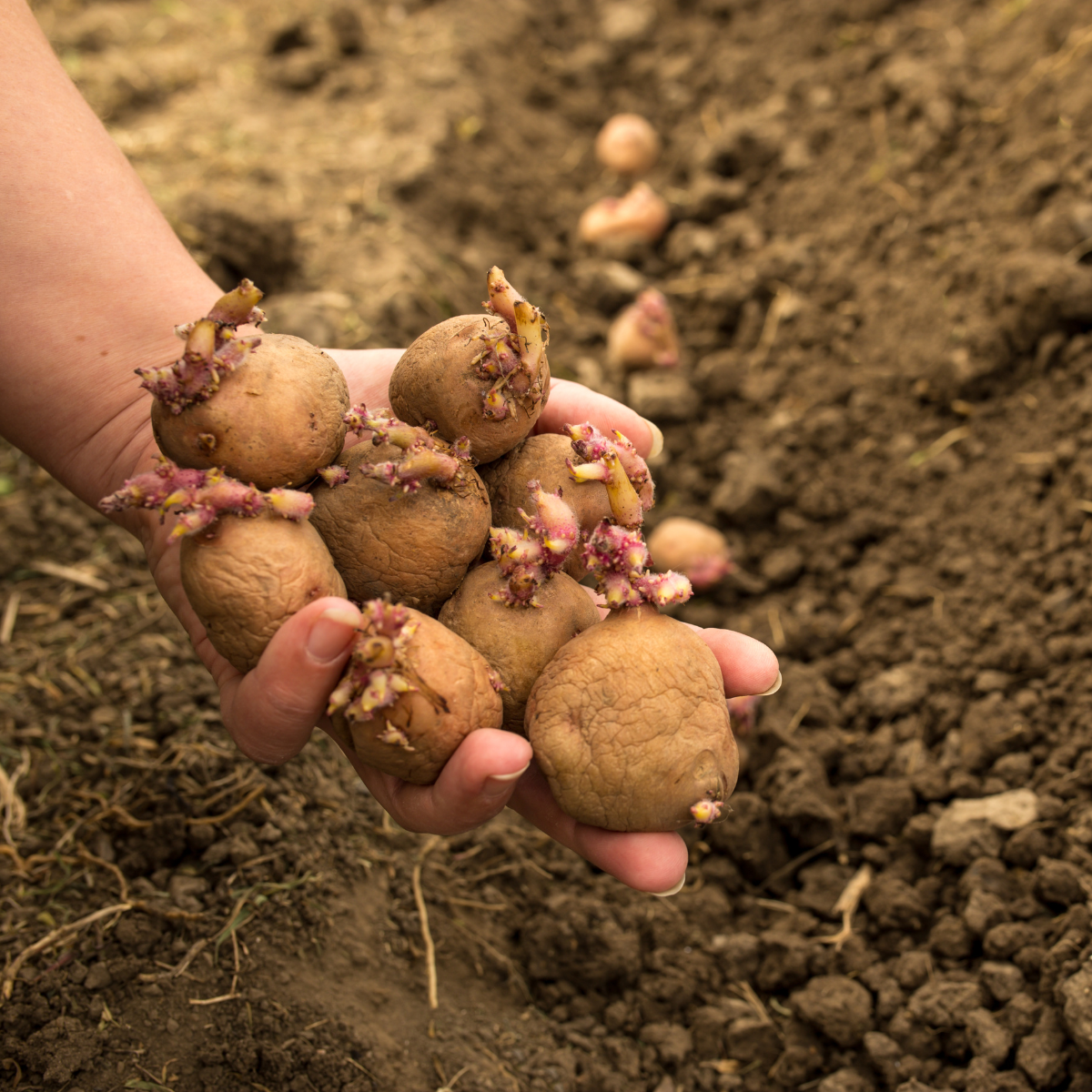 hand holding seed potatoes above dirt