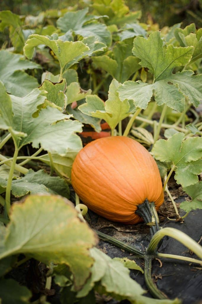 orange pumpkin growing on the vine