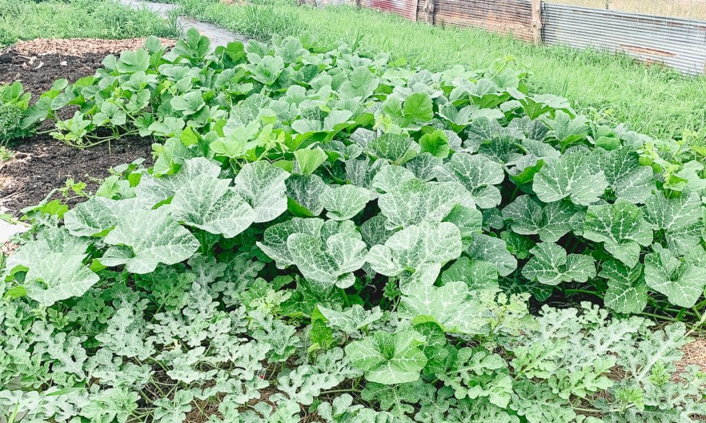 pumpkin and watermelon vines sprawling across a garden bed