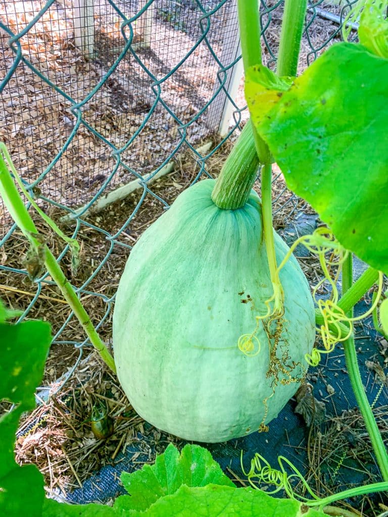 blue hubbard squash growing on a kennel