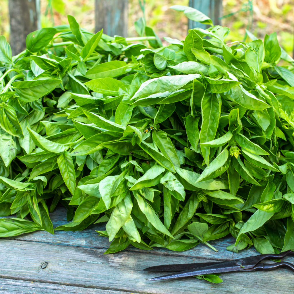 a pile of basil on a deck