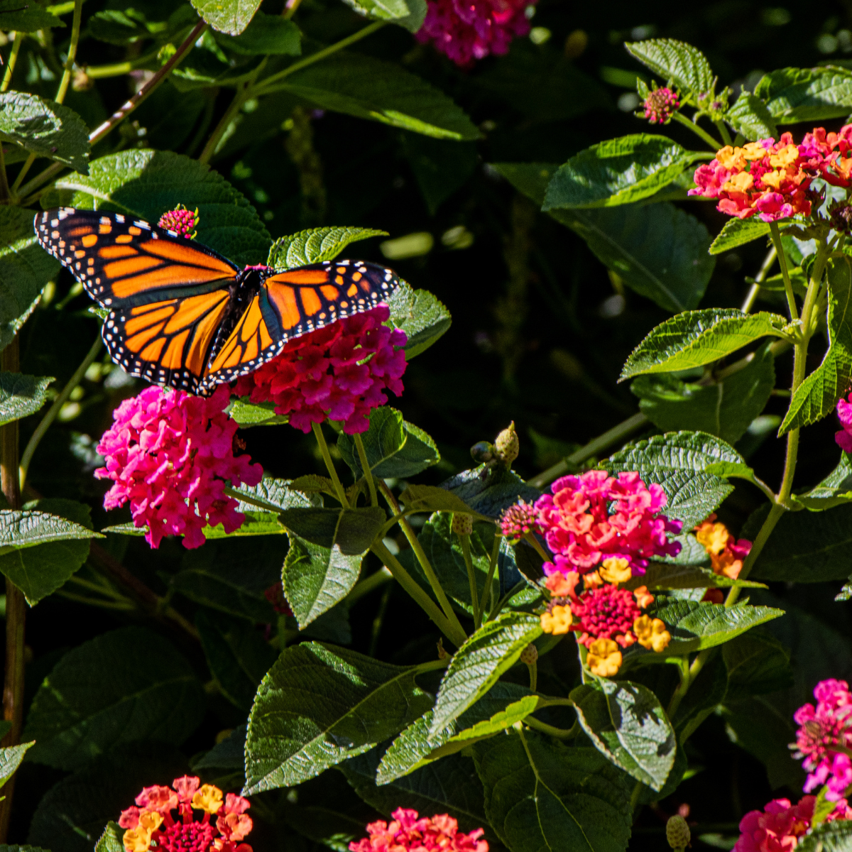 How to Increase Your Harvest by Planting a Pollinator Garden