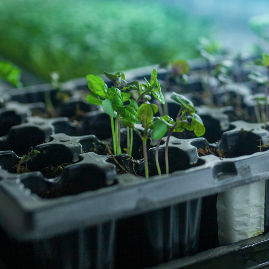 basil seedlings in a black seed tray