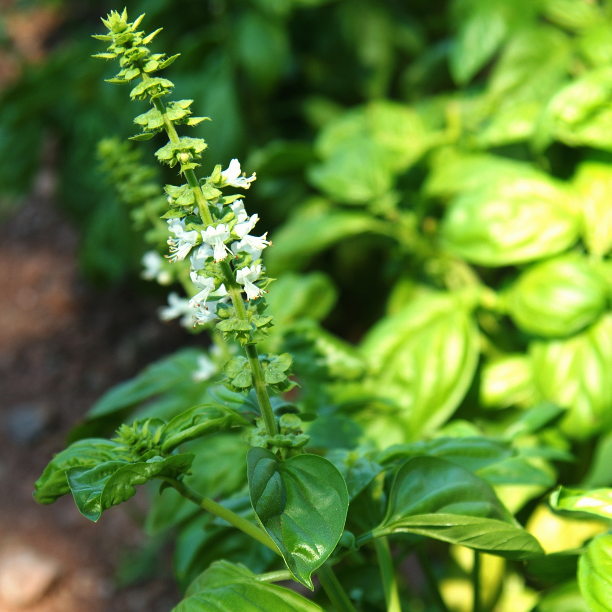 white basil flowers blooming