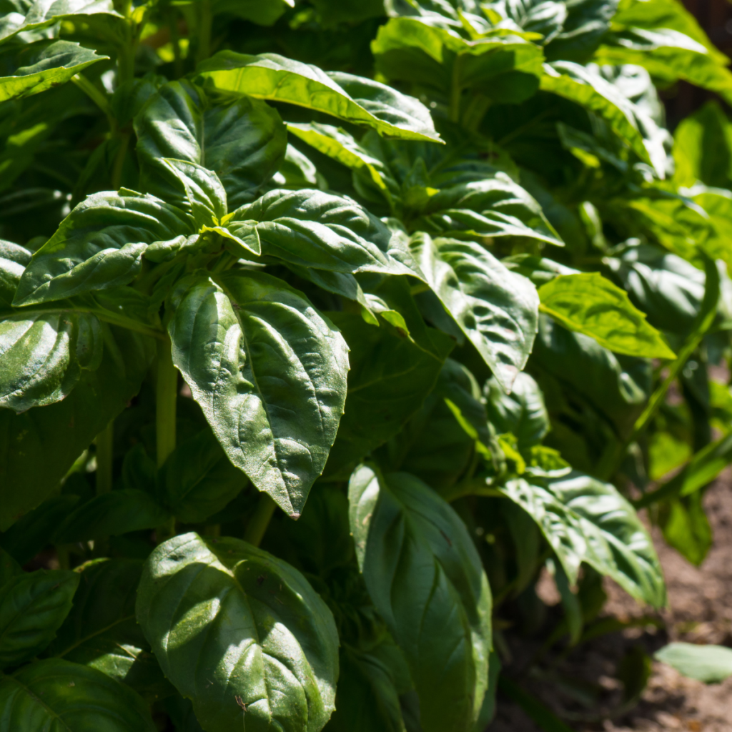 basil plants growing in a row in the ground