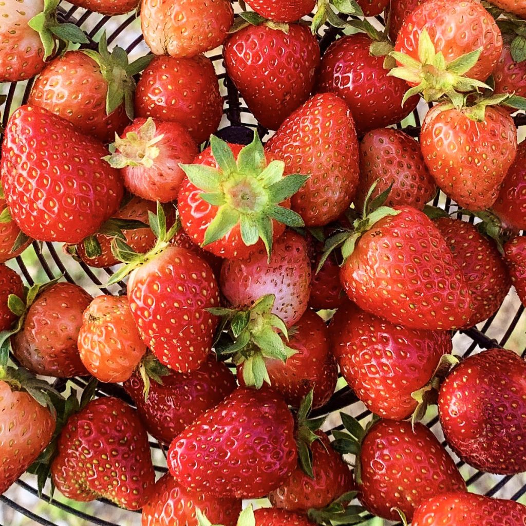a pile of strawberries resting in a black wire basket