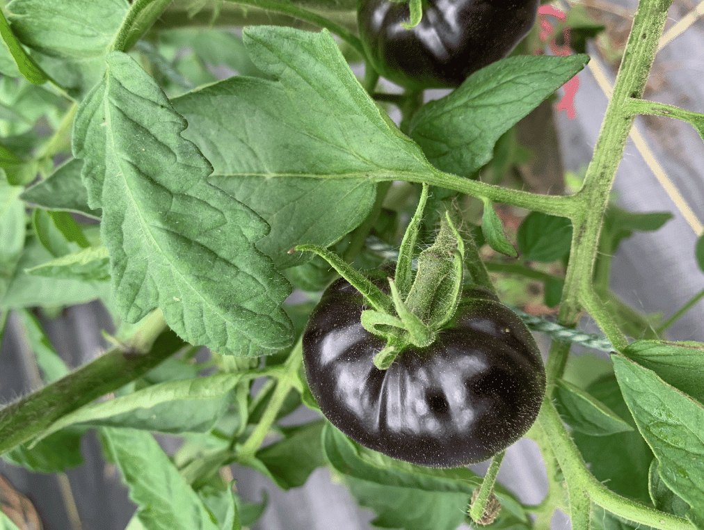 a tomato plant with a black beauty tomato growing on it