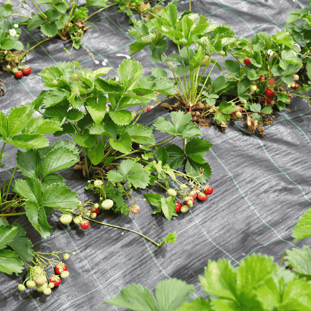 strawberries growing in black plastic