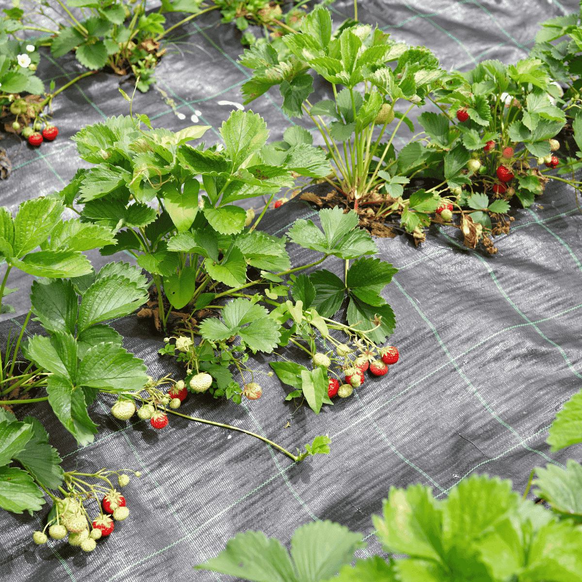 Can Strawberries Grow In Mulch