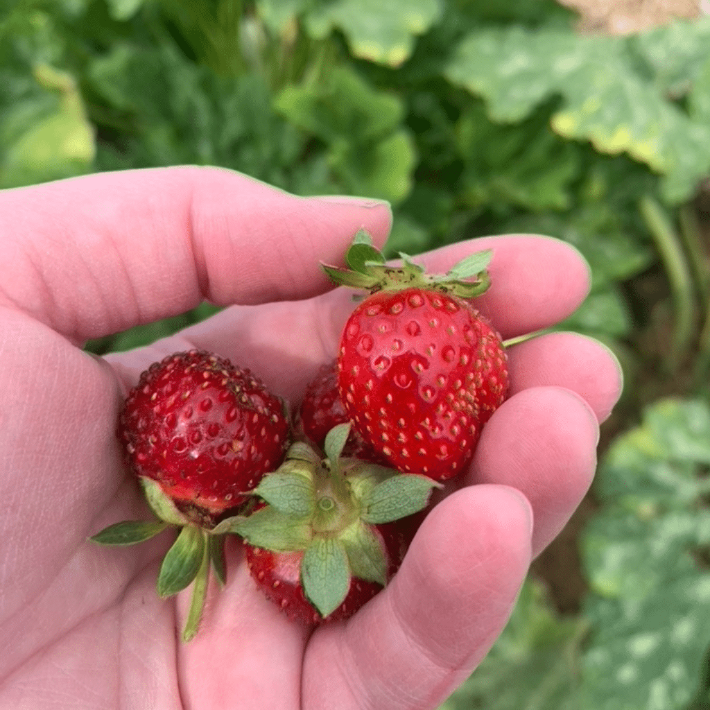 a hand holding strawberries with leaves in the background