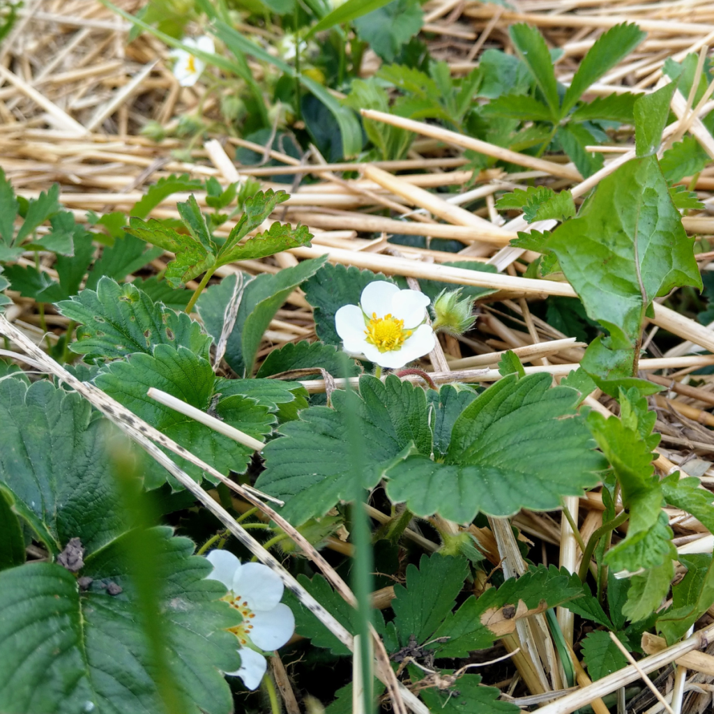 strawberry plants growing in straw