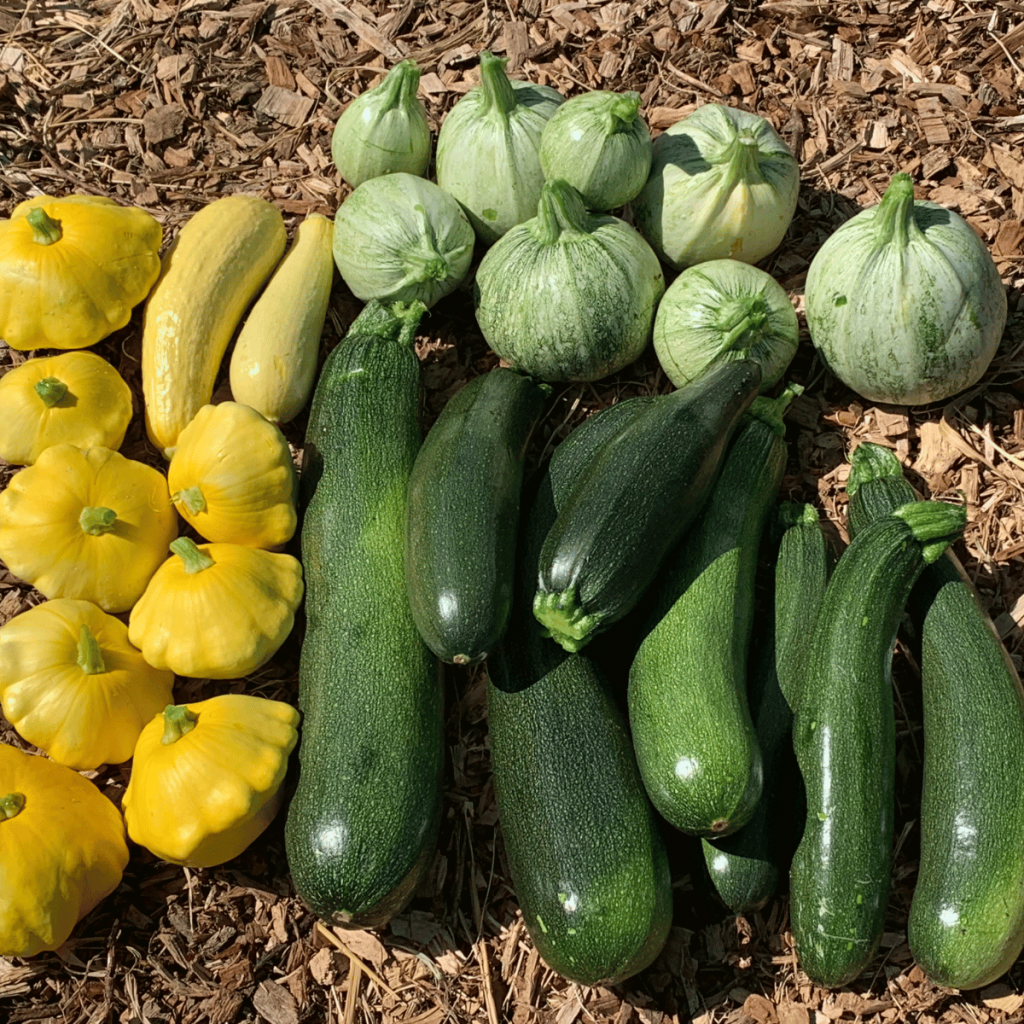 Zucchini and yellow squash laying on wood mulch