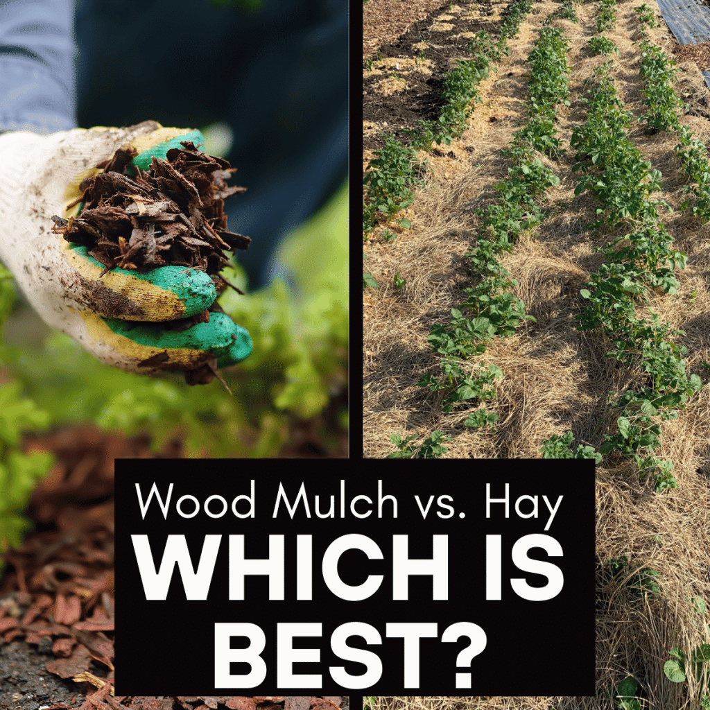 a graphic with wood mulch on the left side and a garden mulched with hay on the right. The title in the middle says: "Wood Mulch vs. Hay Which Is Best?"
