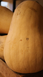 upclose image of butternut squash