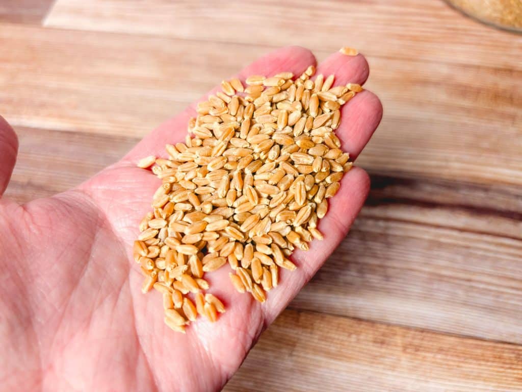 whole wheat berries in the palm of a hand